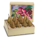 Golden Italian Bosc Pears