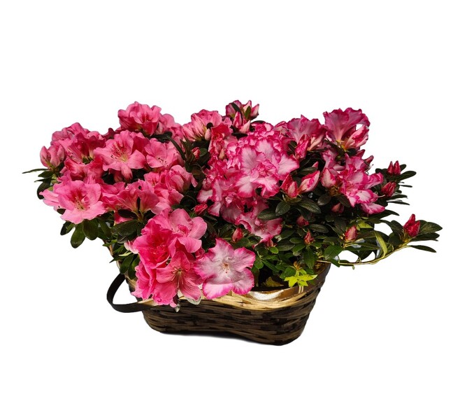 Azalea Basket from Clifford's where roses are our specialty