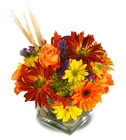 /images/Beneva-T85lg.jpg FESTIVE FALL CUBE