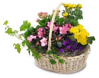 Blooming Garden Basket from Clifford's where roses are our specialty