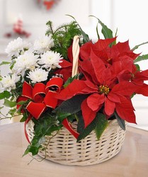 Poinsettia Garden Basket from Clifford's where roses are our specialty