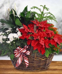 Blooming Poinsettia Basket from Clifford's where roses are our specialty