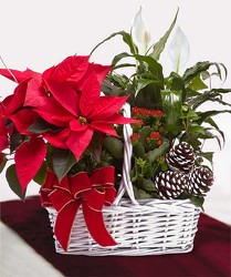 Poinsettia Garden Basket from Clifford's where roses are our specialty