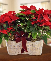 Merry Poinsettia Double Basket from Clifford's where roses are our specialty