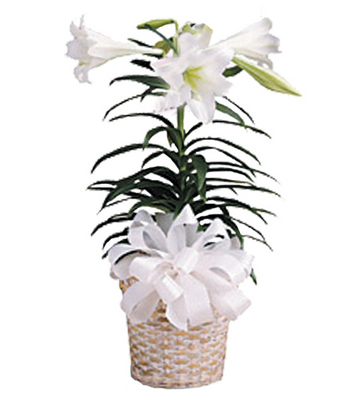 Easter Lillies (Available Easter Week) from Clifford's where roses are our specialty