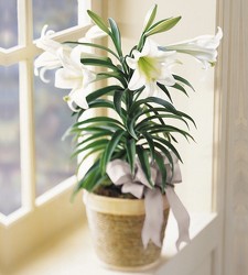 Easter Lily from Clifford's where roses are our specialty