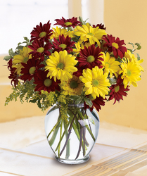 Fall For Daisies 