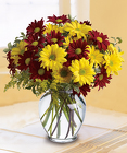 /images/F116-FallforDaiserslg.jpg Fall For Daisies