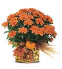 /images/F93lg.jpg Festive Mum Plant