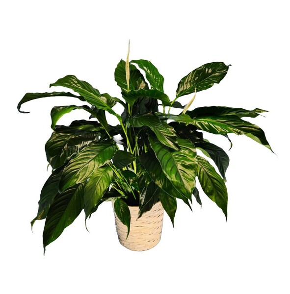 Spathiphyllum Plant from Clifford's where roses are our specialty