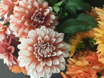 More Dahlias from Clifford's where roses are our specialty