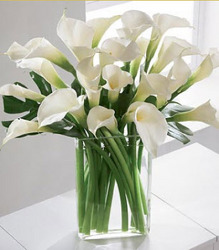 Simplicity Calla Lilly Bouquet from Clifford's where roses are our specialty