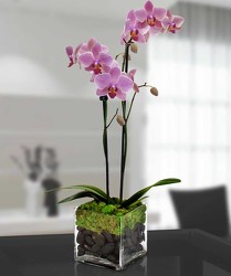 Mom's Orchid Plant from Clifford's where roses are our specialty
