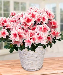 Azalea Plant from Clifford's where roses are our specialty