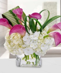 Clouds of Callas from Clifford's where roses are our specialty