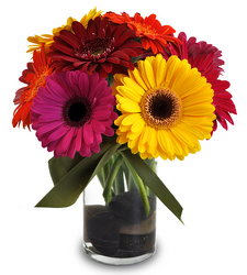 Dazzling Daisies from Clifford's where roses are our specialty