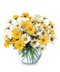 Dashing Daisies from Clifford's where roses are our specialty