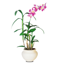 Orchid Plants from Clifford's where roses are our specialty