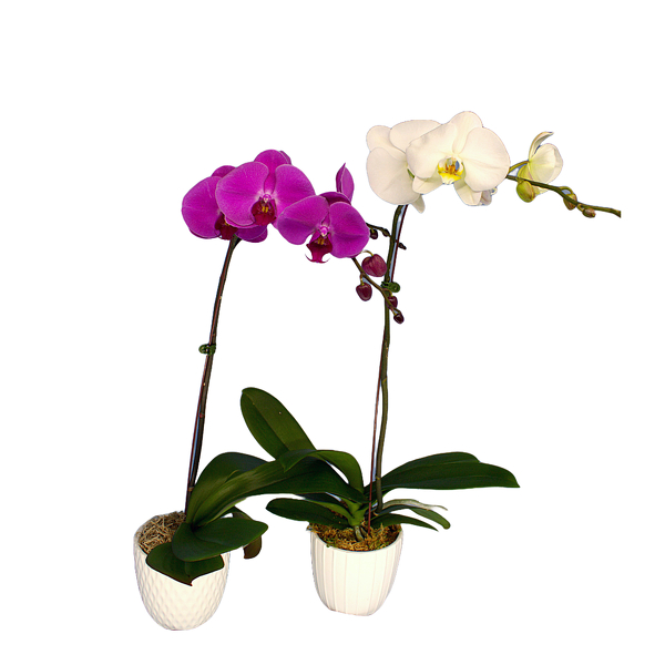 Phalaenopsis Orchid from Clifford's where roses are our specialty