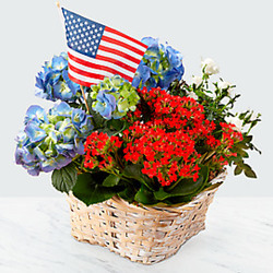 Patriotic Summer Garden from Clifford's where roses are our specialty