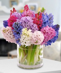 Hyacinth Vase from Clifford's where roses are our specialty