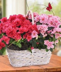 Double Azalea Basket from Clifford's where roses are our specialty