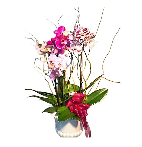 Orchid Garden from Clifford's where roses are our specialty