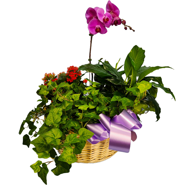 Village Square Planter from Clifford's where roses are our specialty