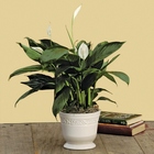 Peace Lilly