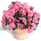 Assorted Blooming Plants