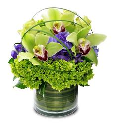 Cymbidium Delight from Clifford's where roses are our specialty