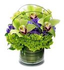 Cymbidium Delight