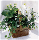 FTD White Assortment Basket