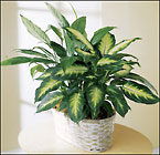 FTD Spathiphyllum and Dieffenbachia