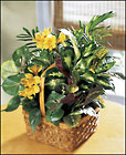 /images/ftd04/C34-3782lg.jpg FTD A Bit Of Sunshine Basket