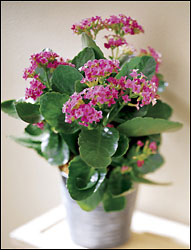 FTD Pink Kalanchoe