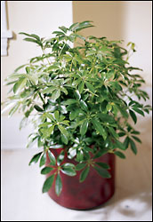 FTD Schefflera Arboricola from Clifford's where roses are our specialty