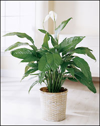 FTD Spathiphyllum