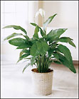 FTD Spathiphyllum