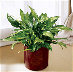 FTD Chinese Evergreen