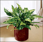 FTD Chinese Evergreen
