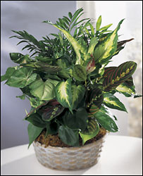 FTD Woodland Greens Assortment