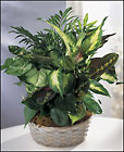 FTD Woodland Greens Assortment