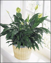FTD Peace & Serenity Planter