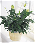 FTD Peace & Serenity Planter