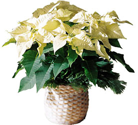 White Poinsettia Basket  from Clifford's where roses are our specialty