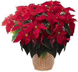 FTD Red Poinsettia Basket (Lg)