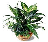 /images/ftd04white/C34-2947lg.jpg FTD Exotic Assortment