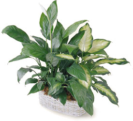 FTD Spathiphyllum and Dieffenbachia from Clifford's where roses are our specialty