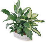 /images/ftd04white/C34-2956lg.jpg FTD Spathiphyllum and Dieffenbachia